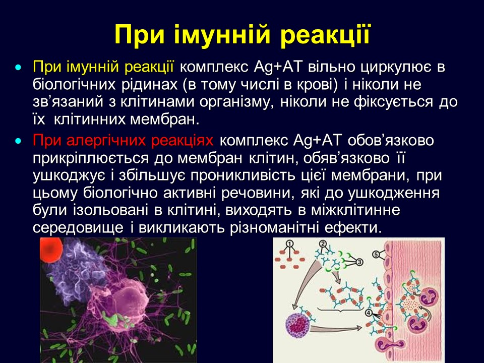 При імунній реакції