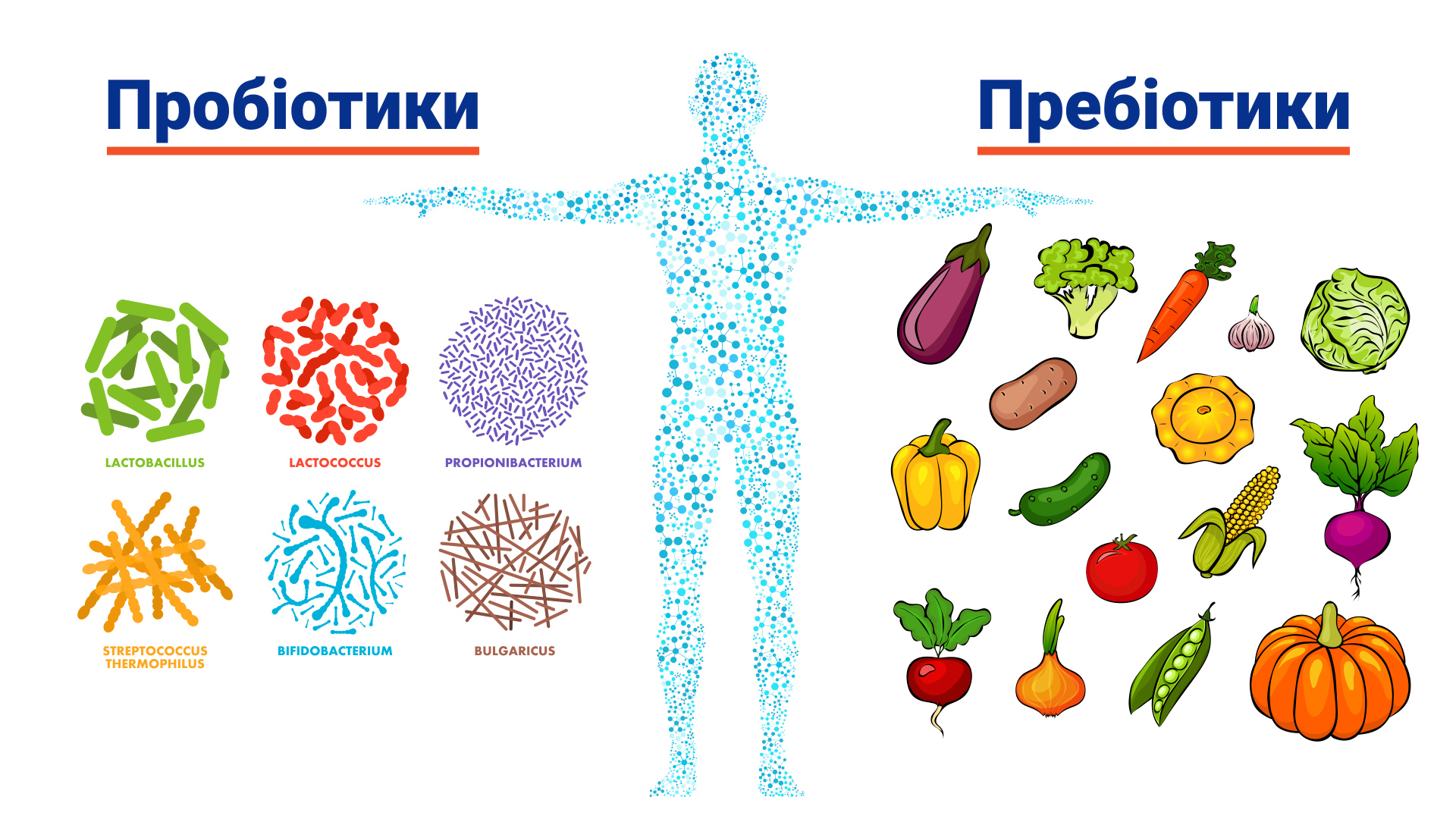 Здорове харчування пробіотики пребіотики