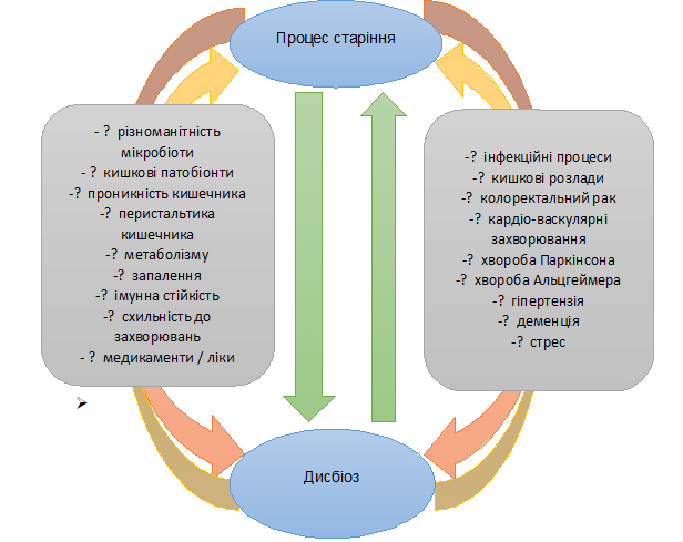 Процес старіння та мікробіом