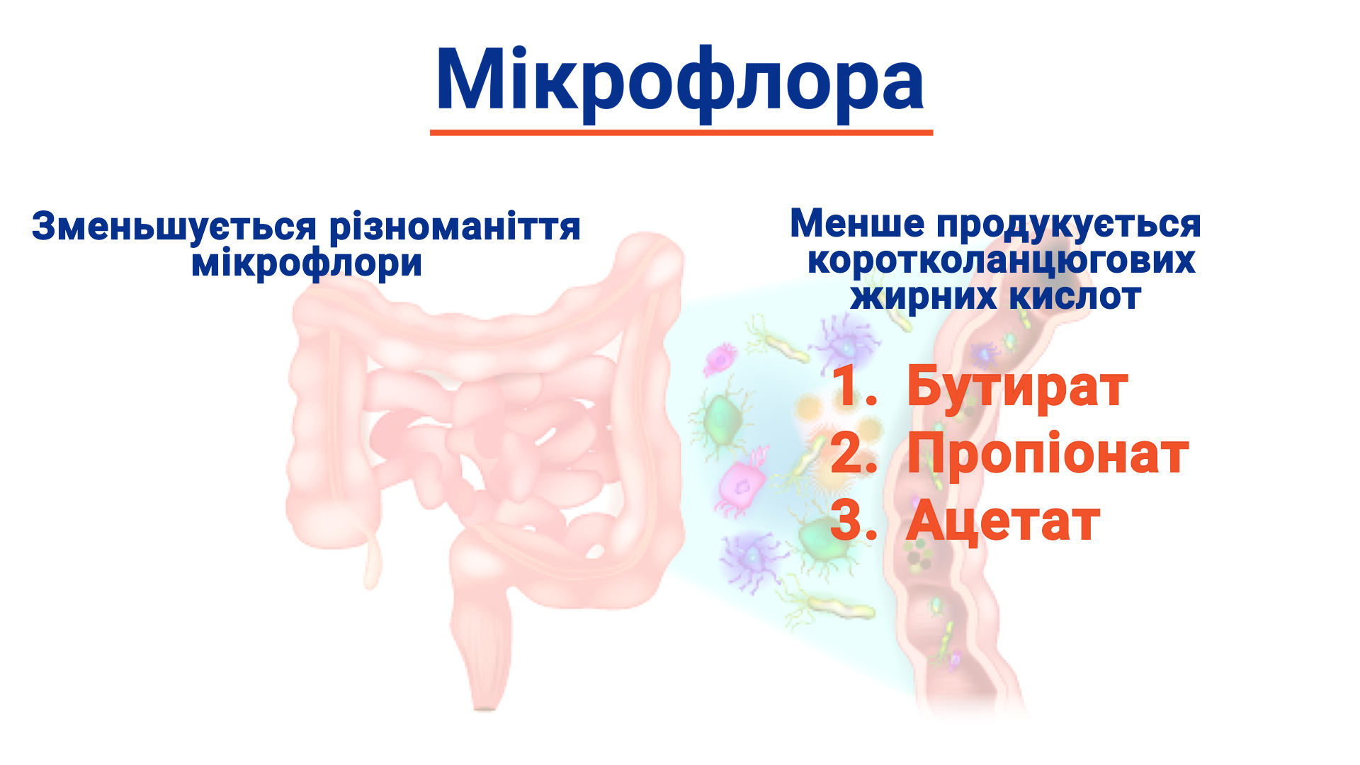 вплив здорового харчування на здоров я господаря