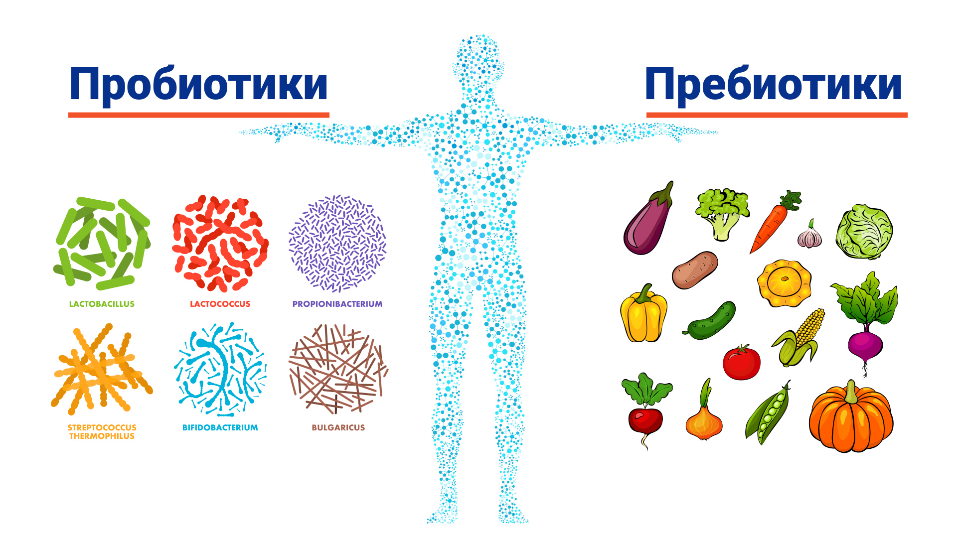 Пробиотики и пребиотики