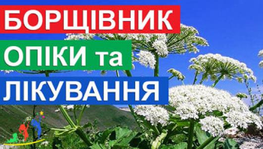 Як уникнути опіків від борщівника - навіть якщо ви доторкнулися. Перша допомога, лікування